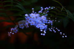 素敵なブローチ　を　貴女へ