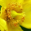 魅惑の花芯　００１