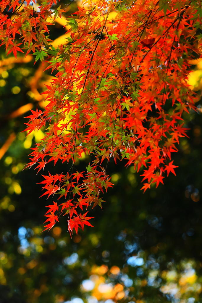 紅葉三昧　　未完成こその美