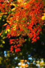 紅葉三昧　　未完成こその美