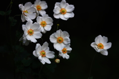 花弁以上に花弁を模す姿に心惹かれる