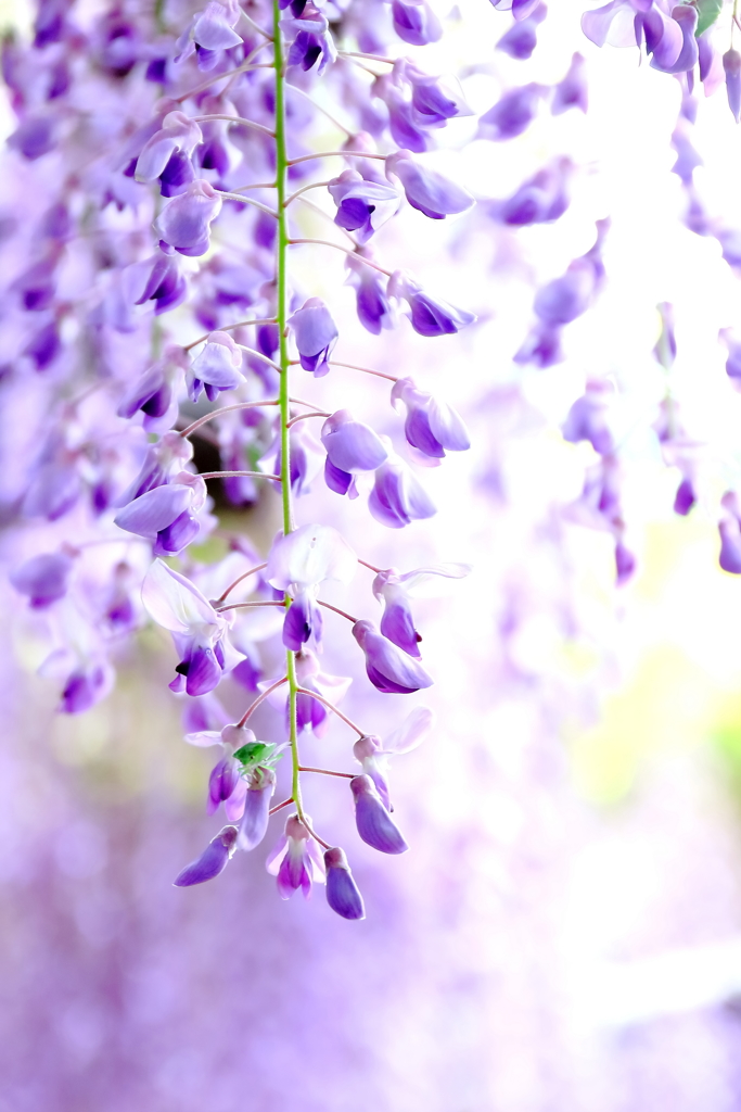 令和　はじめての「藤」ギリギリゲット