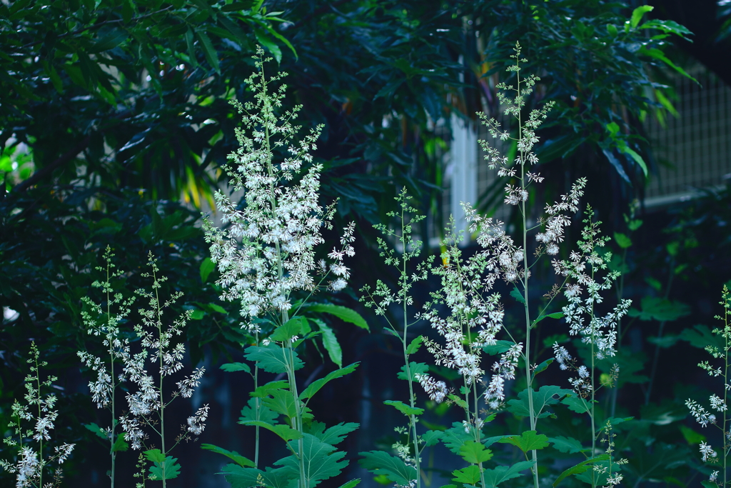 竹には似ていない