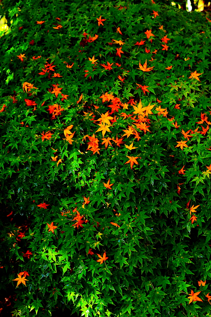 どういう事・・・？