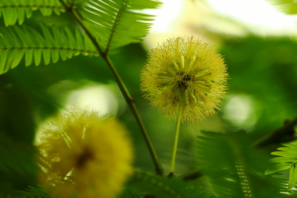 開花