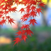 繊細な和モダン