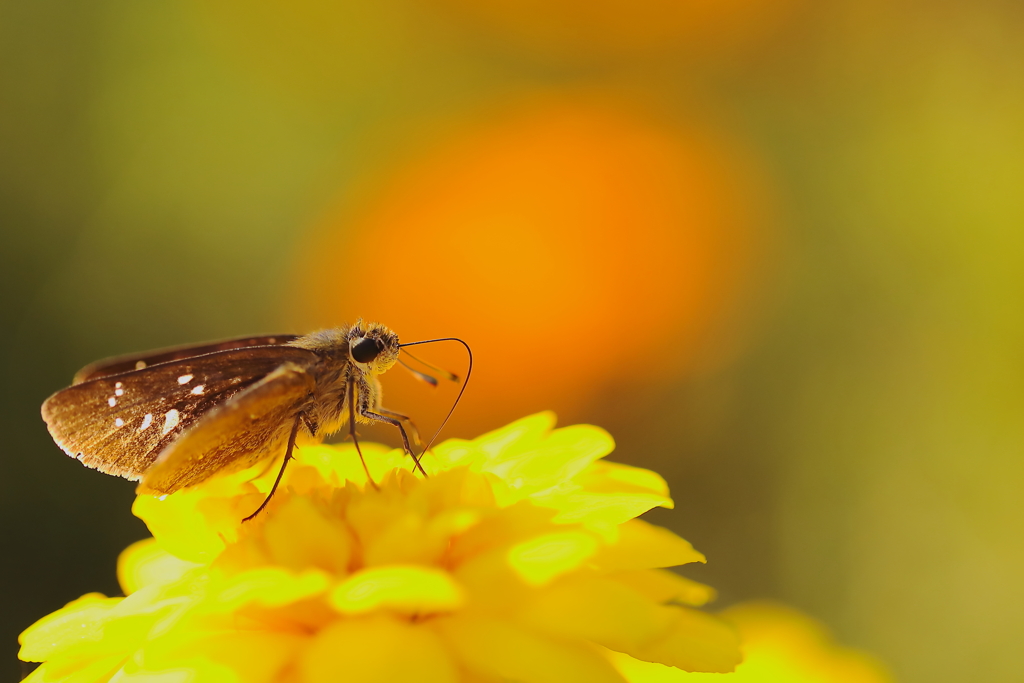我らのアイドル・・・。