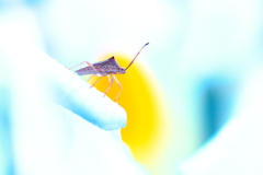 決意表明