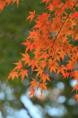 紅葉三昧　　目を惹くニュートラル