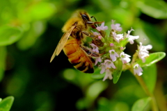 ｔｈｙｍｅ　ｉｓ　ｍｏｎｅｙ