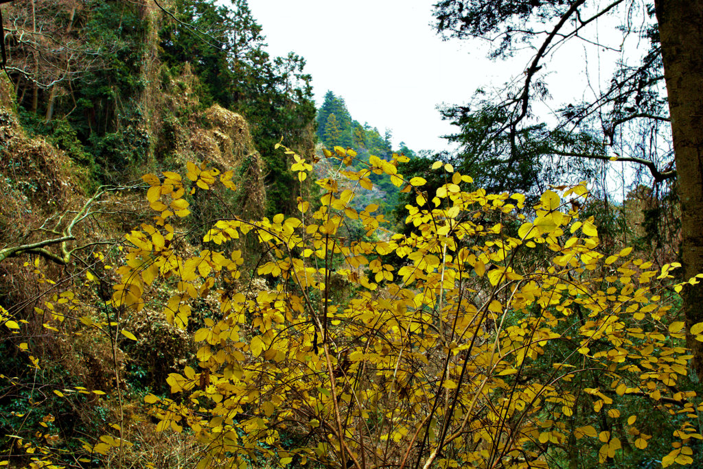 高尾山自然研究路3号　最後の黄葉