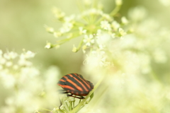 ようこそハイカラさん　後姿　【虫：閲覧注意】