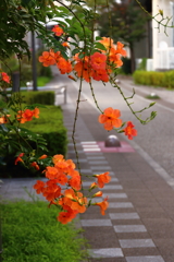 Promenadeの華