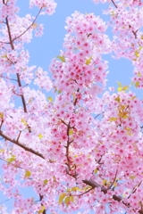 私の「平成最後の桜」は河津桜から始まった　㈠