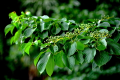 樹木は二酸化炭素の固定装置