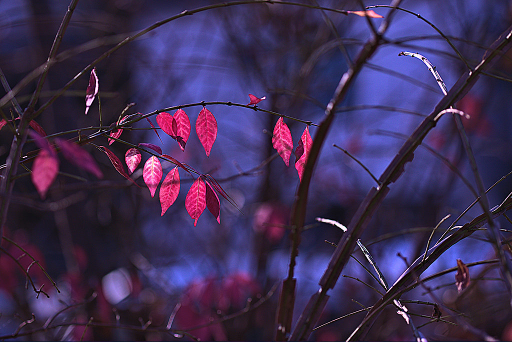 紅葉終章　　嗚呼もうすぐ来年だぁ