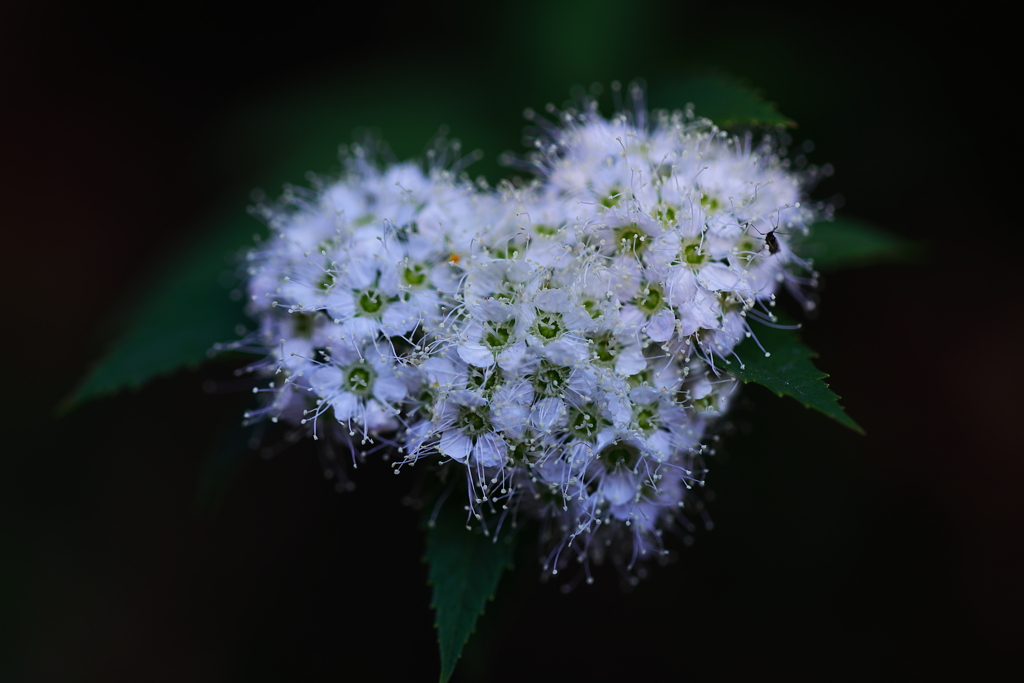 ハート　の　ブローチ