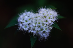 ハート　の　ブローチ