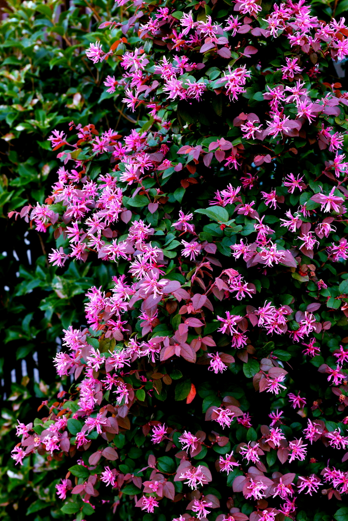 なんで今頃咲いているの？