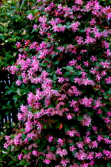 なんで今頃咲いているの？