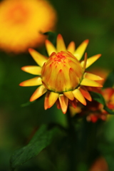 Ｍｙ　Ｆｅｒｂｅｒｉｔｅ　Ｆｌｏｗｅｒ・ｆｉｎａｌ　