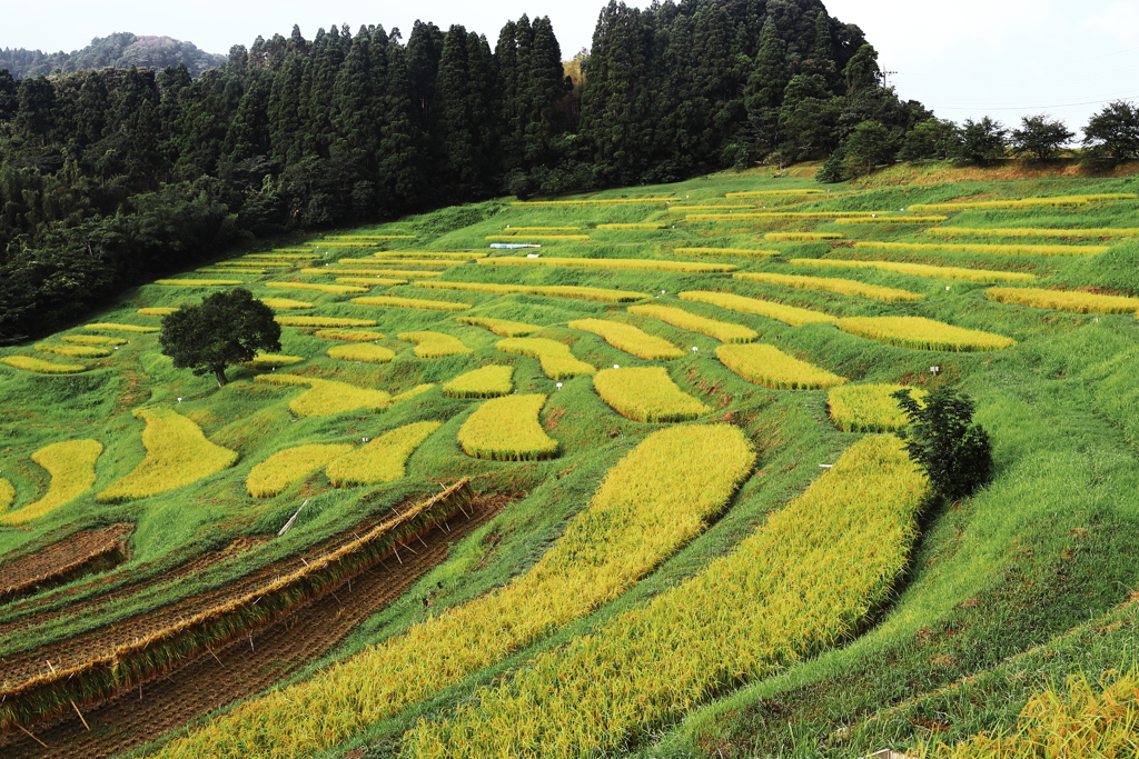 東京に一番近い千枚田