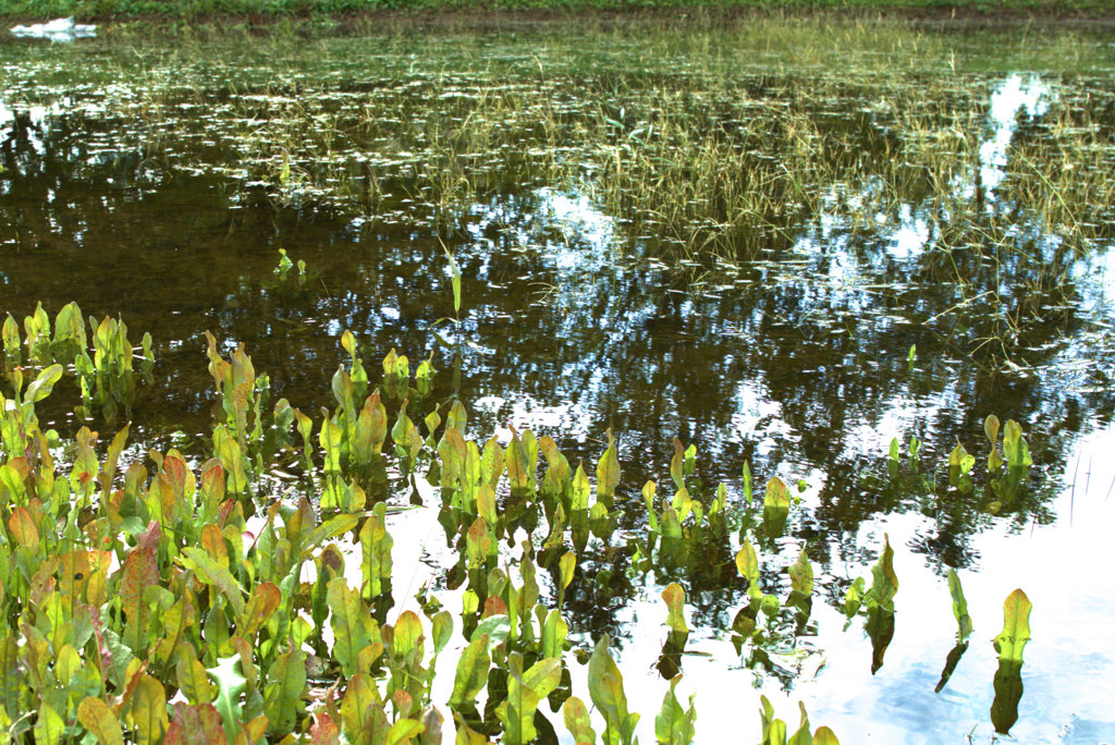 台風マジック　　俄か尾瀬沼出現！