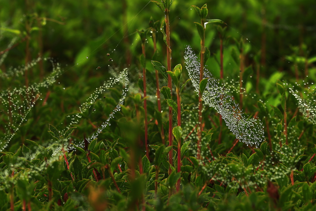 マルゴミグモ団地