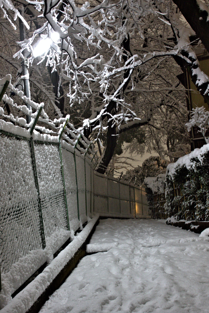 東京が雪の日　　路地裏は雪国
