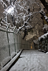東京が雪の日　　路地裏は雪国