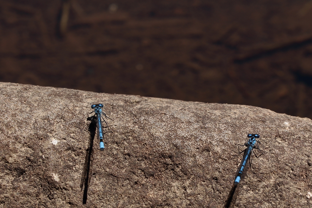 瑠璃糸蜻蛉　２