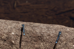 瑠璃糸蜻蛉　２