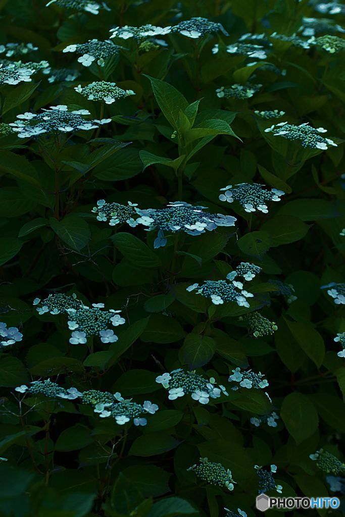 紫陽花の姿態　絶妙の間