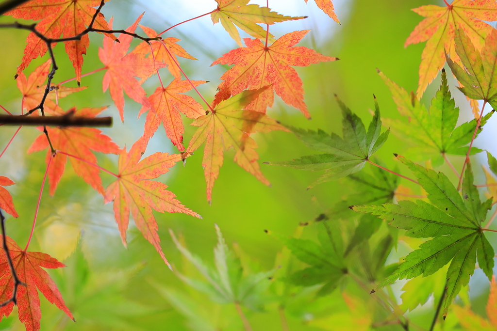 紅葉三昧　鬩（せめ）ぎあい