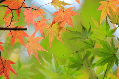 紅葉三昧　鬩（せめ）ぎあい