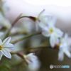 春の歌　　花韮