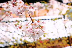 淡雪に溶け込む