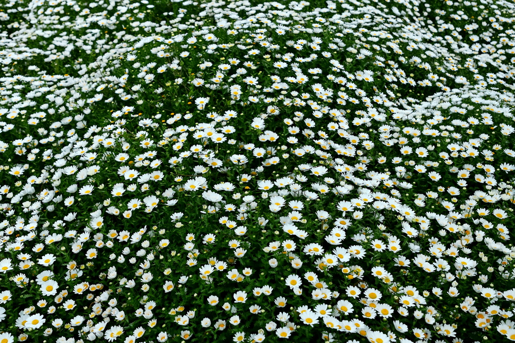 白の紆濤（うねり）