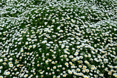 白の紆濤（うねり）