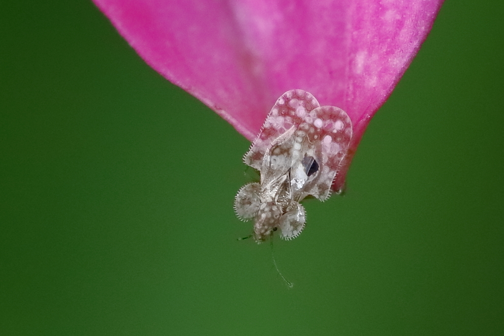 ステンドグラス