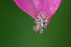 ステンドグラス