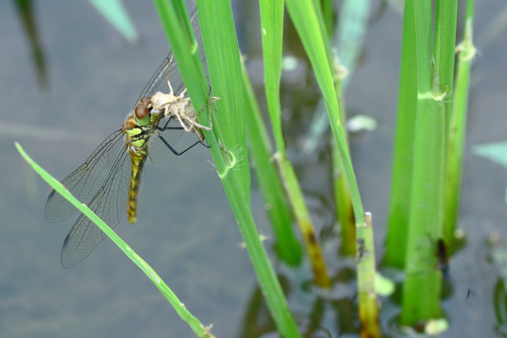 「自分が此処から出てきたのか」と、覗きこんでいるわけではない！