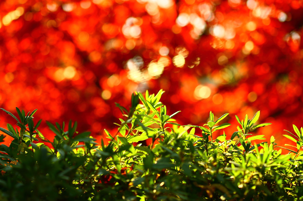 紅葉便り　赤羽　東京～七　ボケ