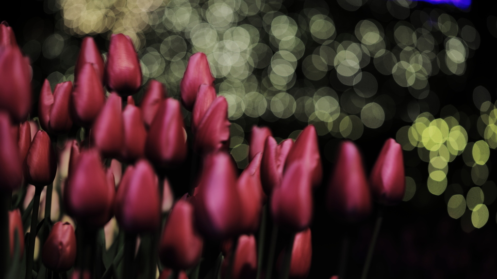 夜光と華　成熟