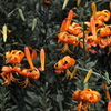 前衛芸術
