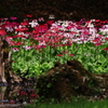 クリン草を求めて