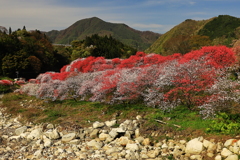 新緑の山野に映える
