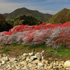 新緑の山野に映える