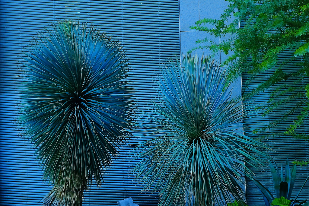 希少植物