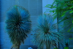 希少植物